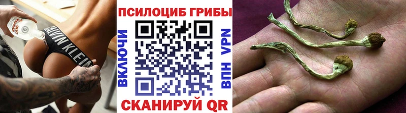 Галлюциногенные грибы Psilocybine cubensis  Купить где  Нижний Новгород 